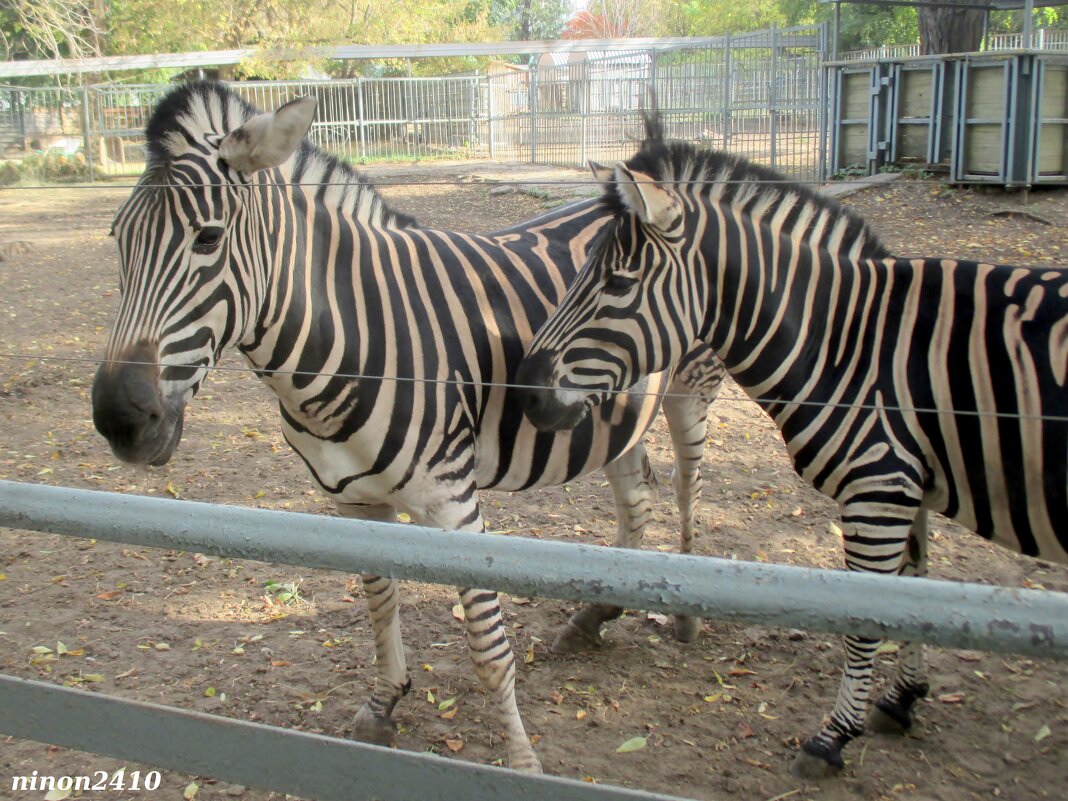 Зебры в ростовском зоопарке - Нина Бутко