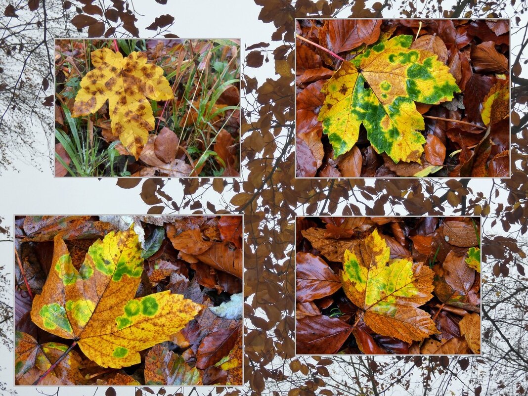 Осень, цвета и формы .... - Heinz Thorns