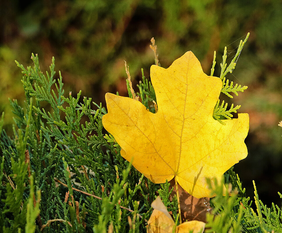 Осенний лист - Светлана 
