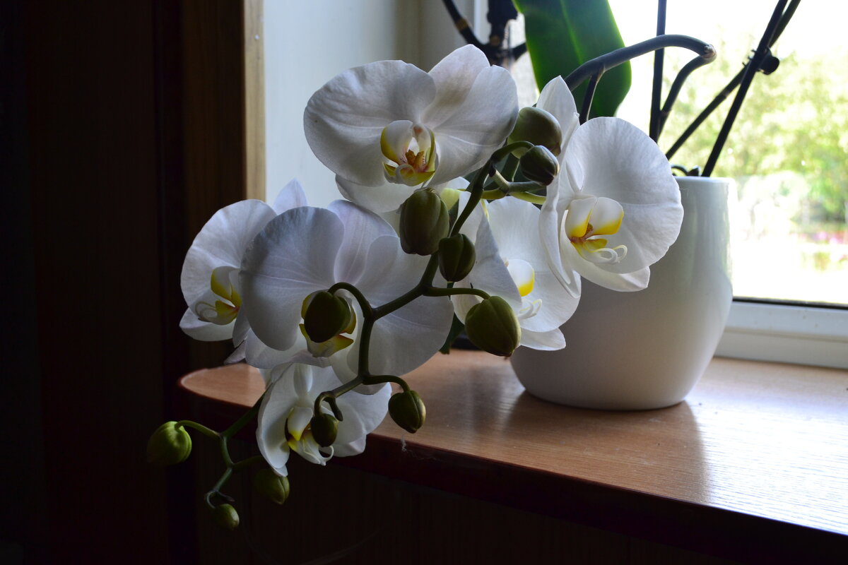 Великолепная орхидея - Ольга 