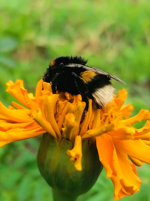 Пчела собирает нектар - Любовь Чащухина