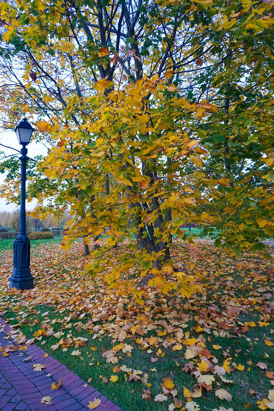 Листья желтые над городом кружатся ... - Лариса Корженевская