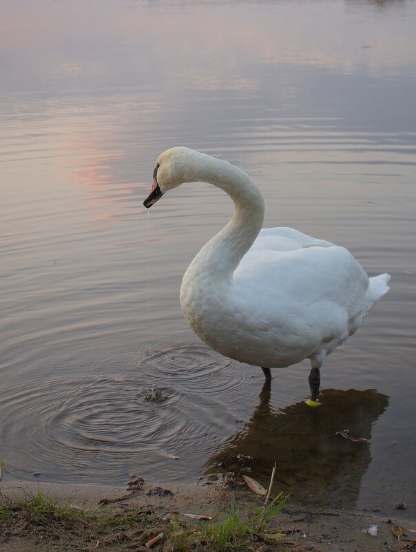 а белый лебедь на пруду... - Helga Sergeenko