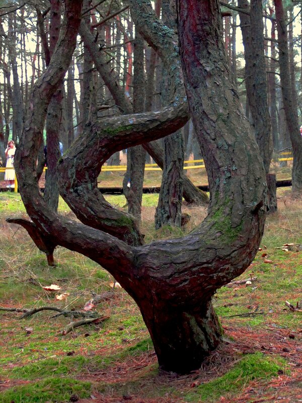 Танцующий лес - Сергей Карачин