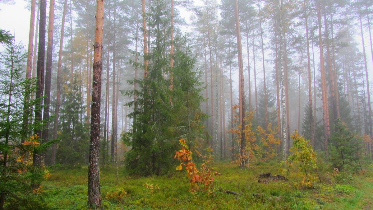 Туманное утро в лесу - Виталий Андрейчук