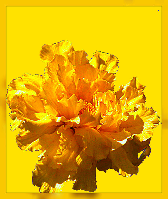 Золото в цветке - Владимир Хатмулин