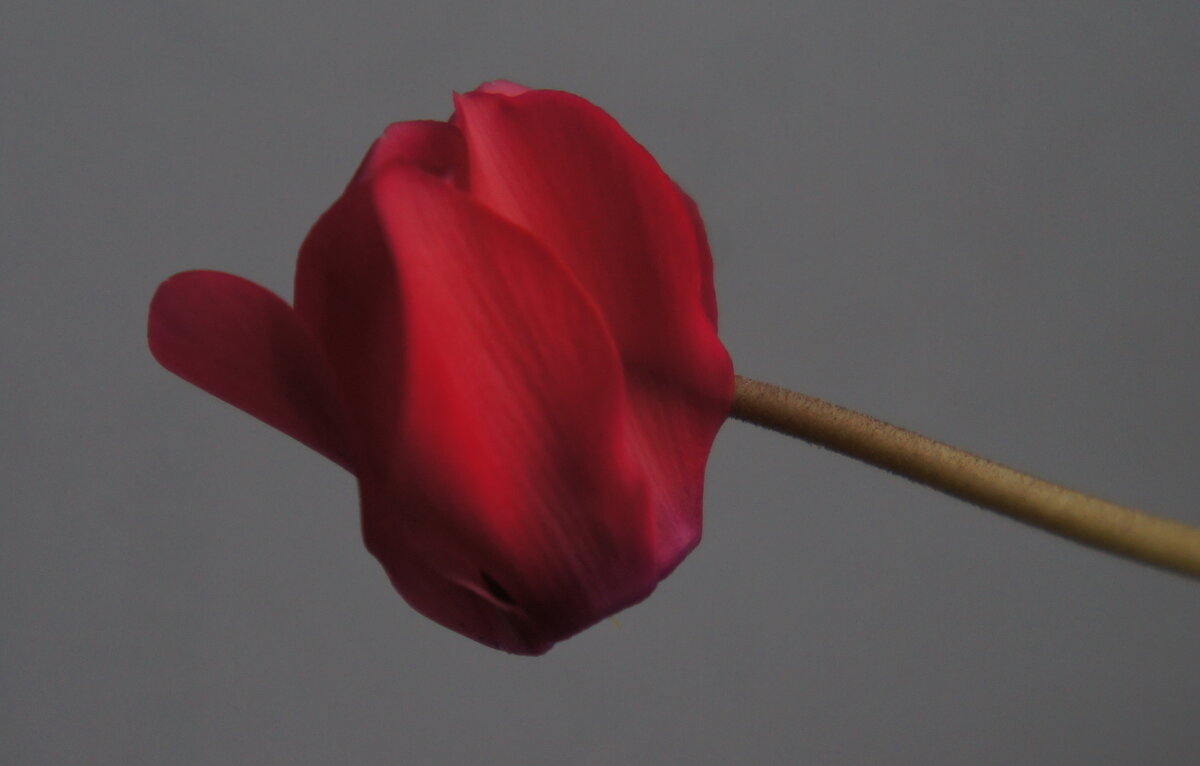 Одиночный цветок цикламена. - сергей 