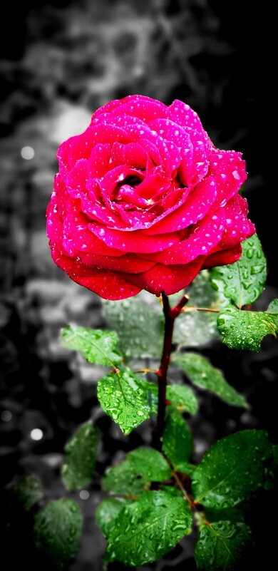 Прекрасная роза - Анастасия Литвиненко
