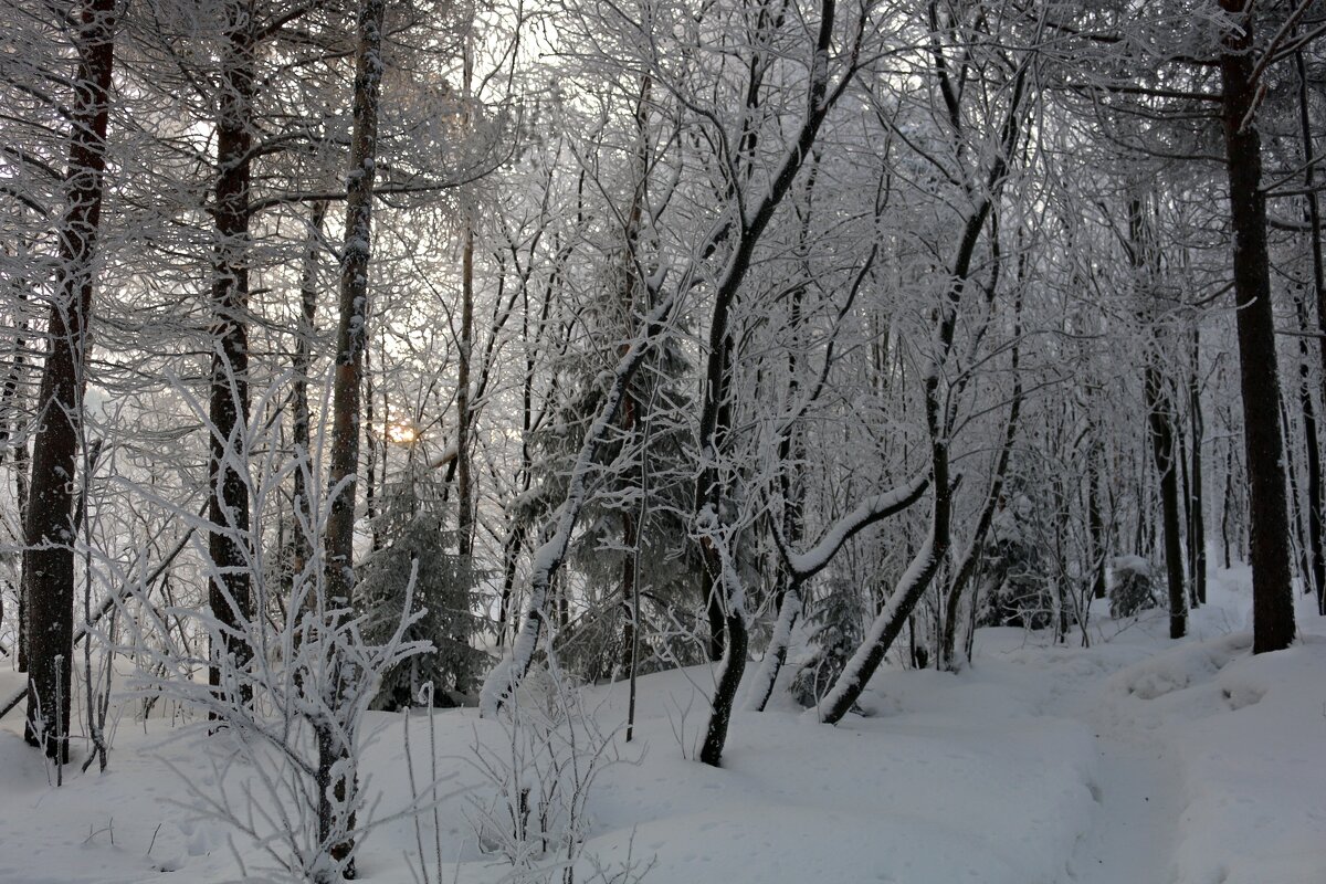 Сказки зимнего леса - Ольга 