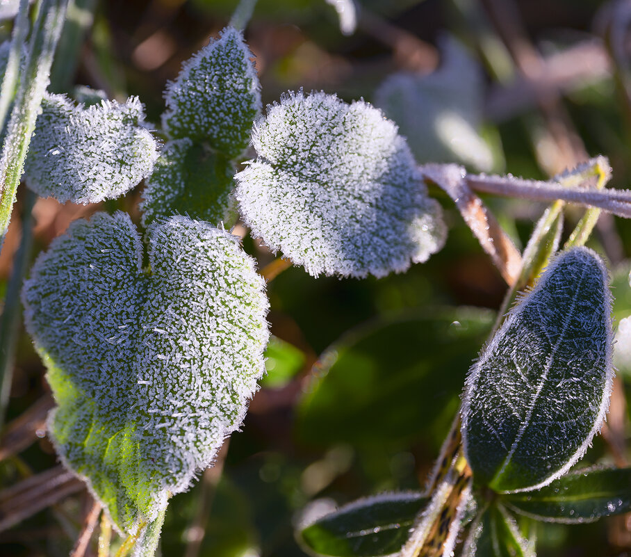 morning frost - Zinovi Seniak