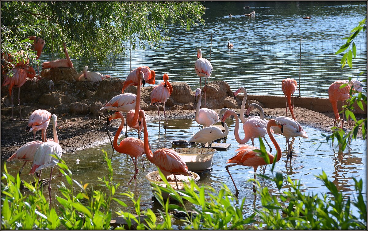 В московском зоопарке. Фламинго - Mike Collie