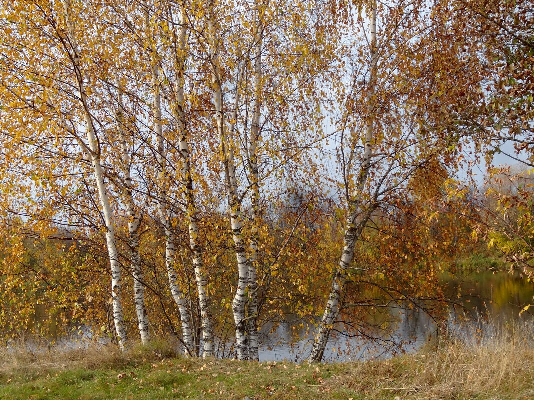 Осенние березки у реки - Натала ***