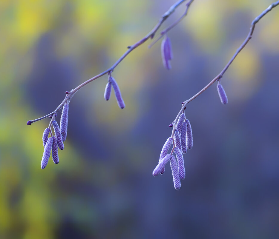 catkins - Zinovi Seniak