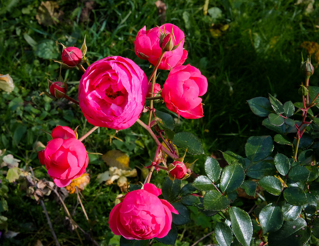 Розы в ноябре - Виктор 
