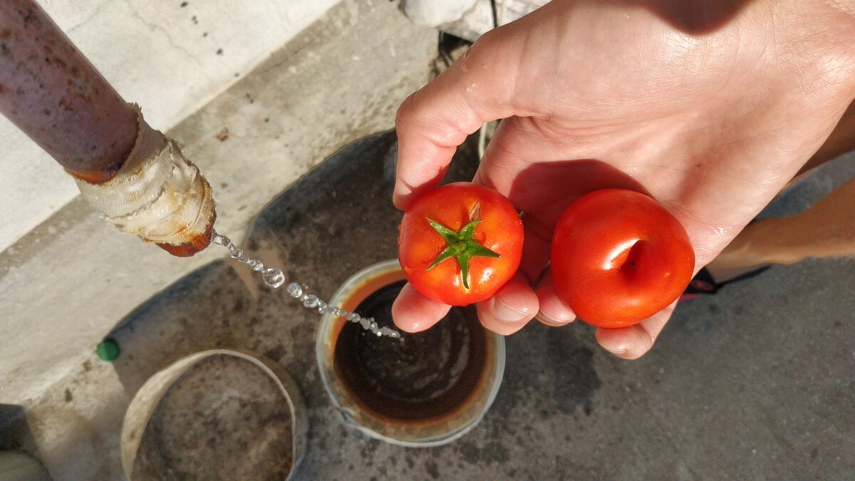 Свежие томаты - zakivari us