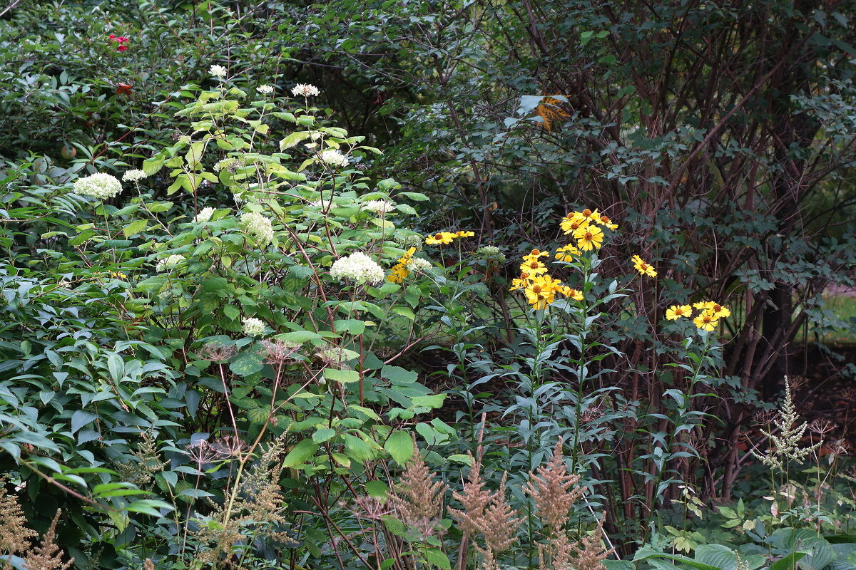 Цветы в Измайловском саду - Маргарита Батырева