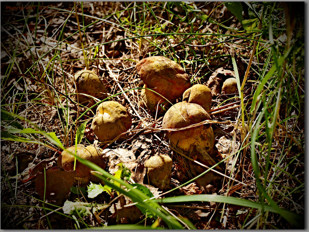Растения раз в сем лет грибы