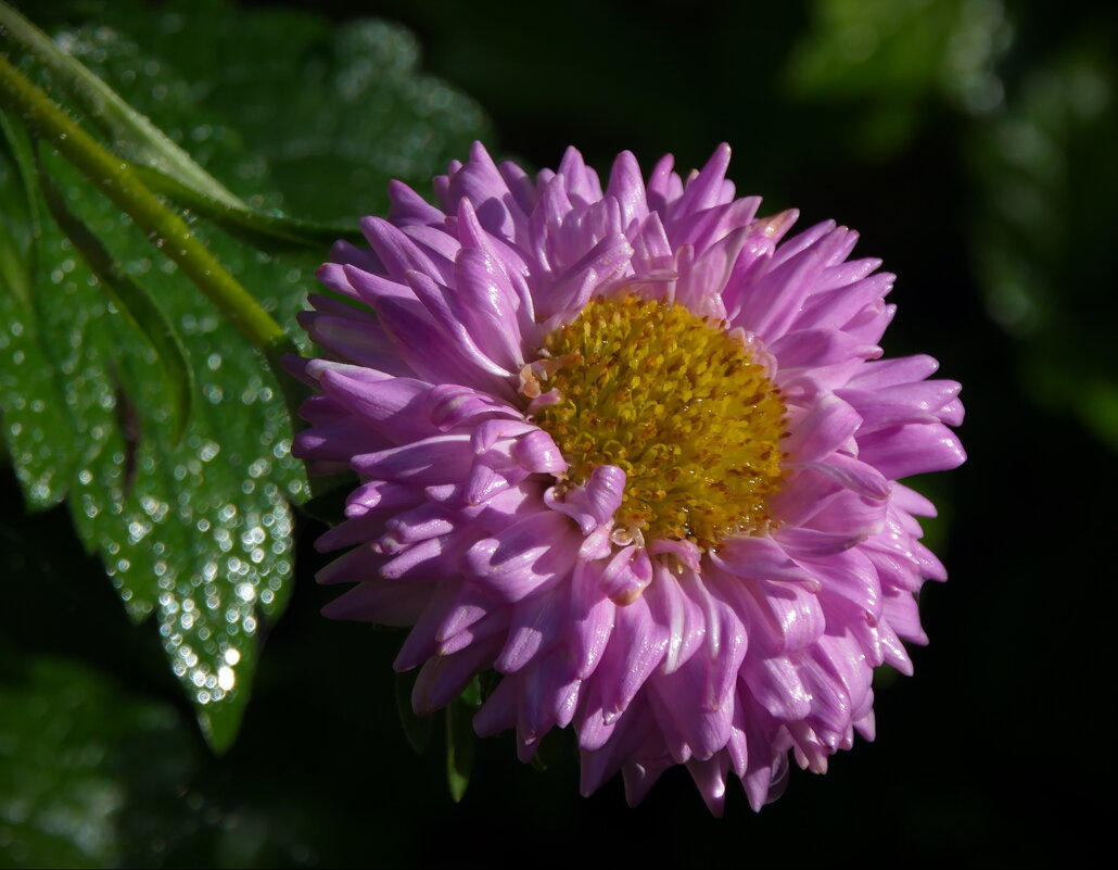 Чудесный цветок - lady v.ekaterina