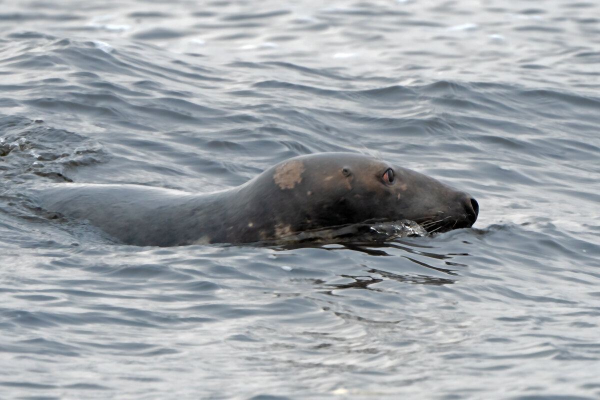 Тюлень в Рижском заливе - Viktor Makarov
