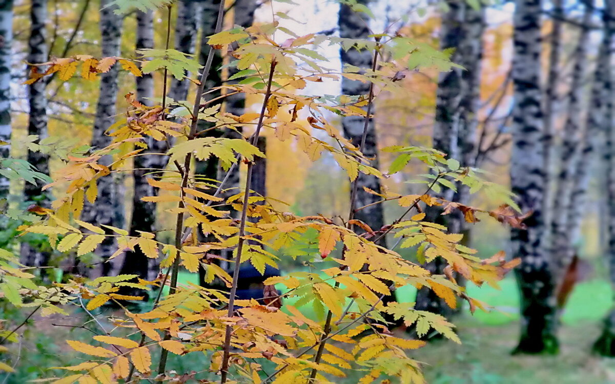 И берёзки, и рябина... - Ольга Елисеева