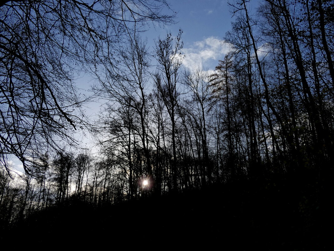 небо над лесом - Heinz Thorns