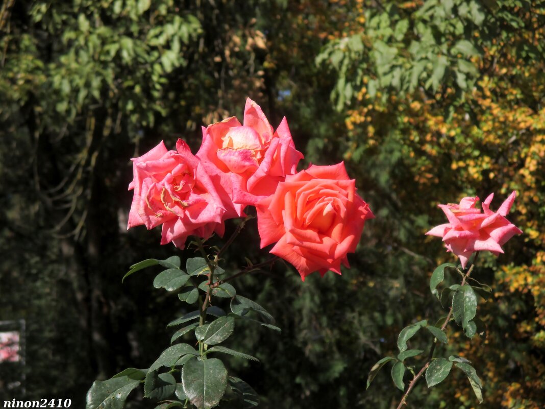 Розы октября - Нина Бутко