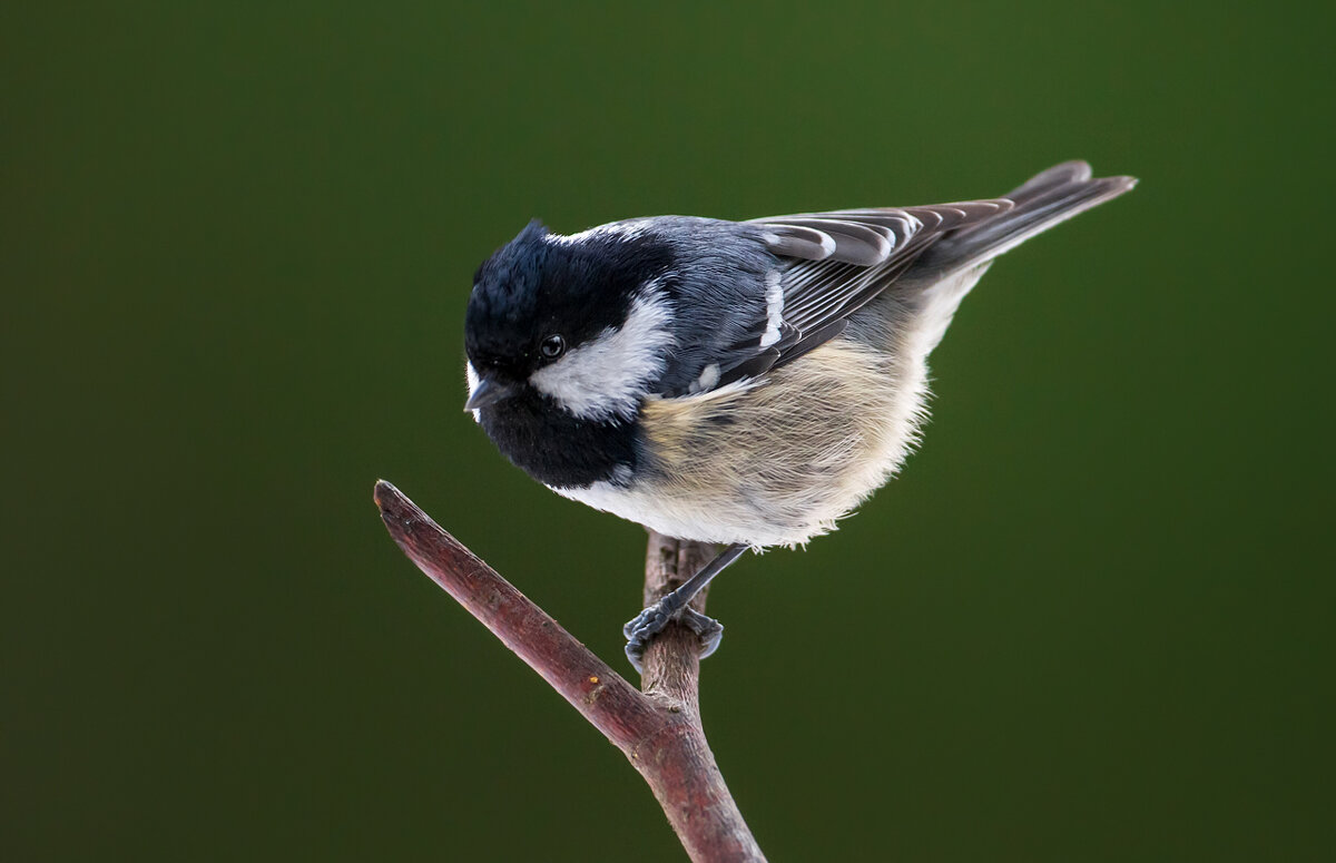 Periparus ater - Вячеслав Ложкин