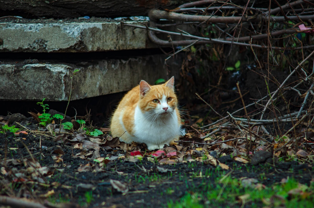 люблю фотографировать котов,ну очень правда. - Александр Леонов