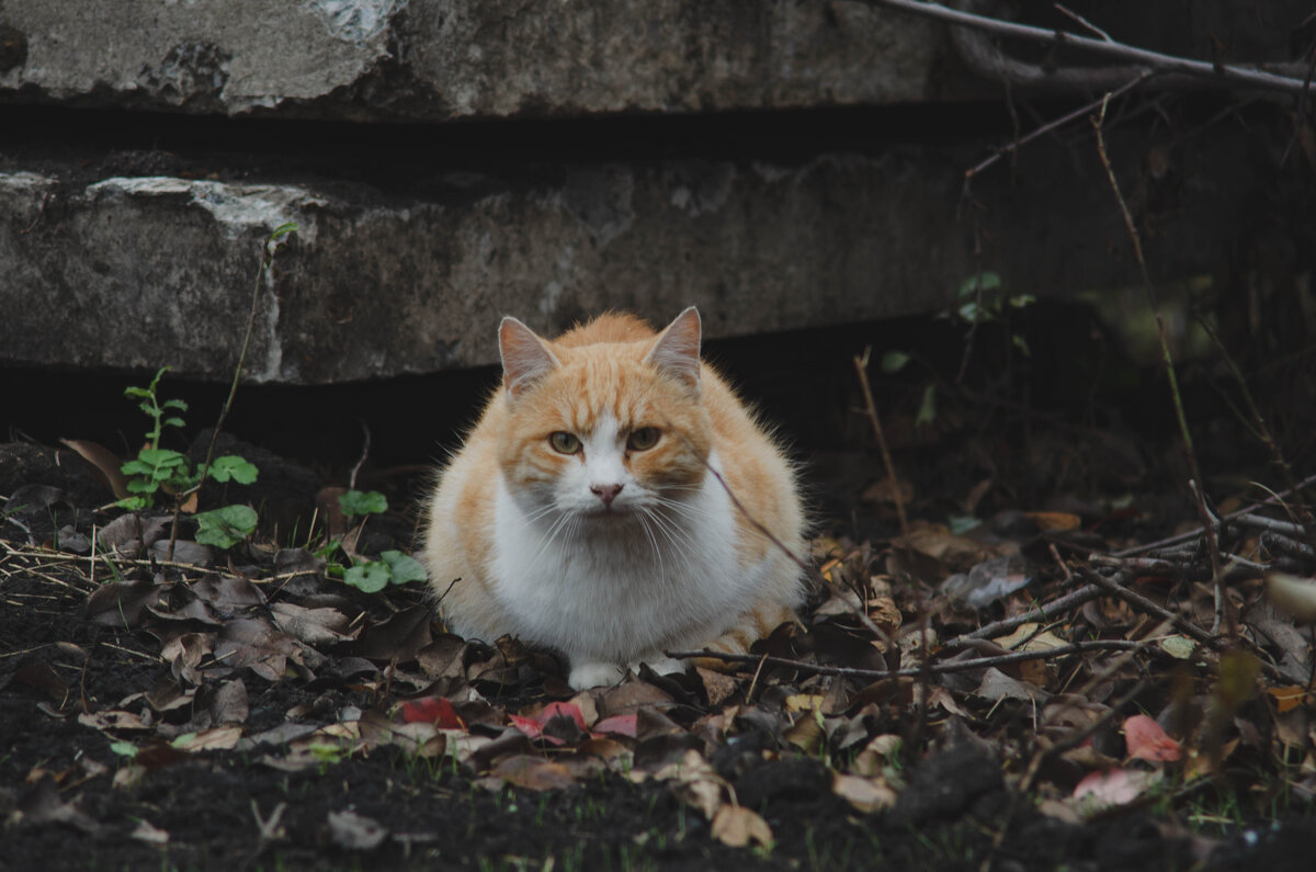 котик в поселке Разумном - Александр Леонов