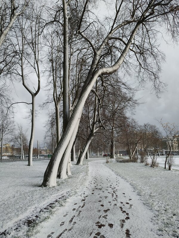В Петербурге выпал первый снег..... - Наталия Павлова