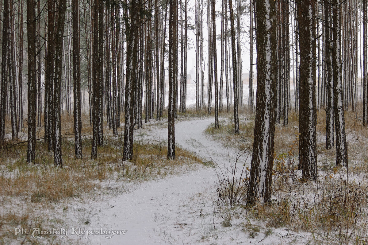 Снегопад в лесу. 22.11.2020 - Анатолий Клепешнёв