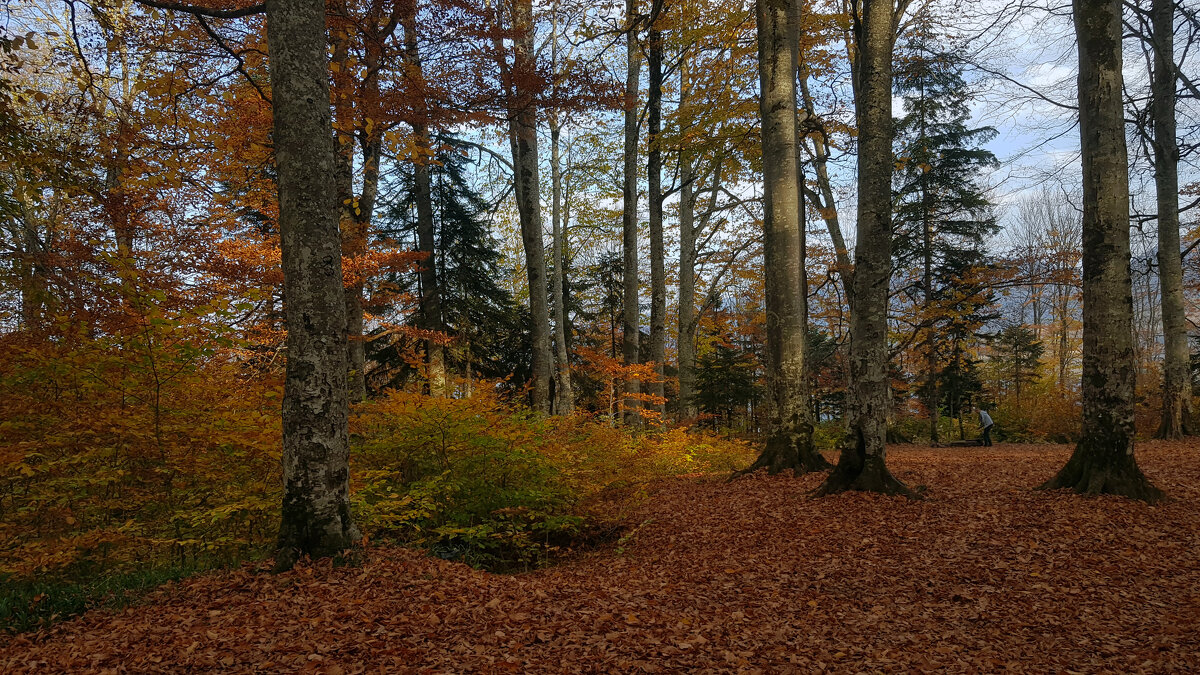 Осенний лес - Наталья (D.Nat@lia)