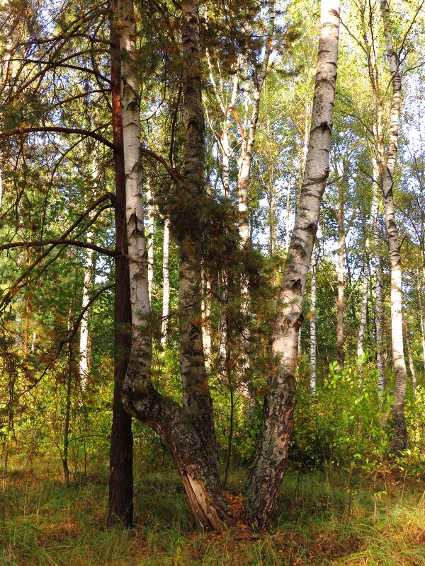 Берёзка в лесу - Андрей Снегерёв