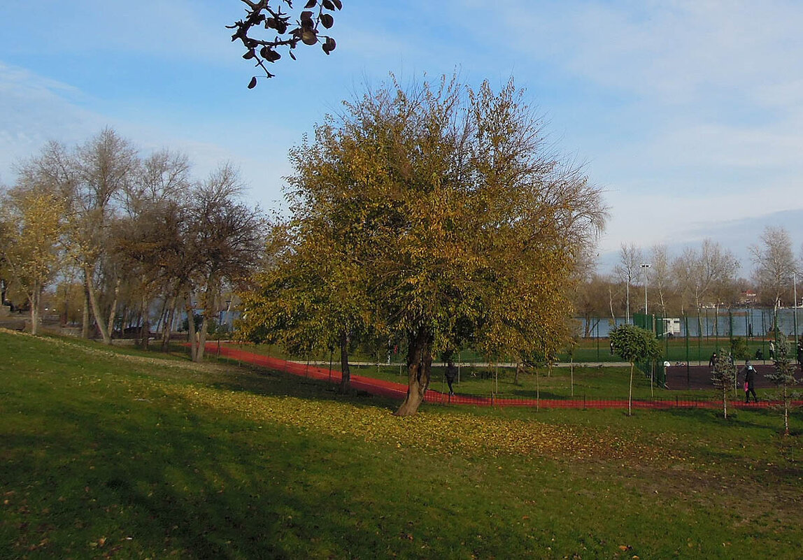 Дикая груша в парке "Наталка" на Оболони - Тамара Бедай 