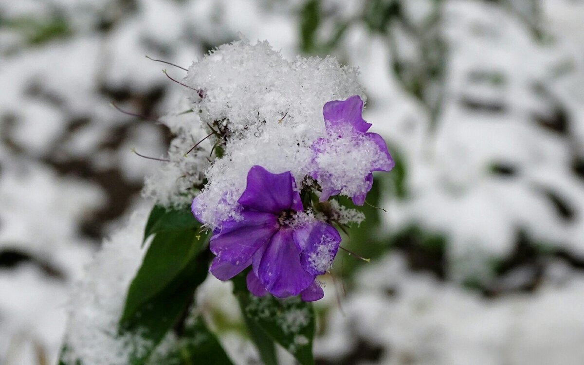 Городские цветы под снегом ноября. - Милешкин Владимир Алексеевич 