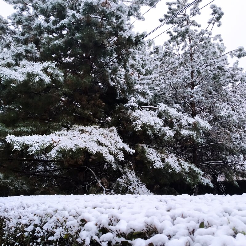 первый снег - Анара 