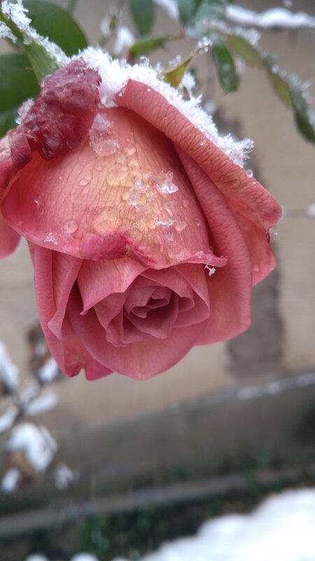 Сніг. Роза - Марьяна 