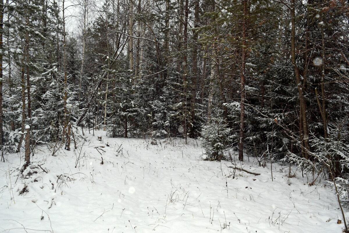 Лес под снегопадом. - ВикТор Быстров