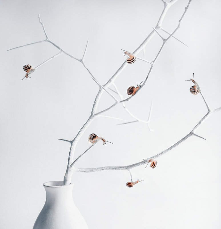 snails & thorns - Наталья Голубева