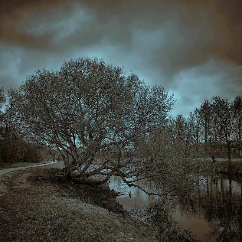 Дерево над рекой - Денис Кашкан