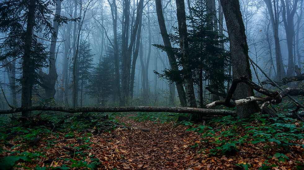 Утро в туманном лесу - Виталий Павлов