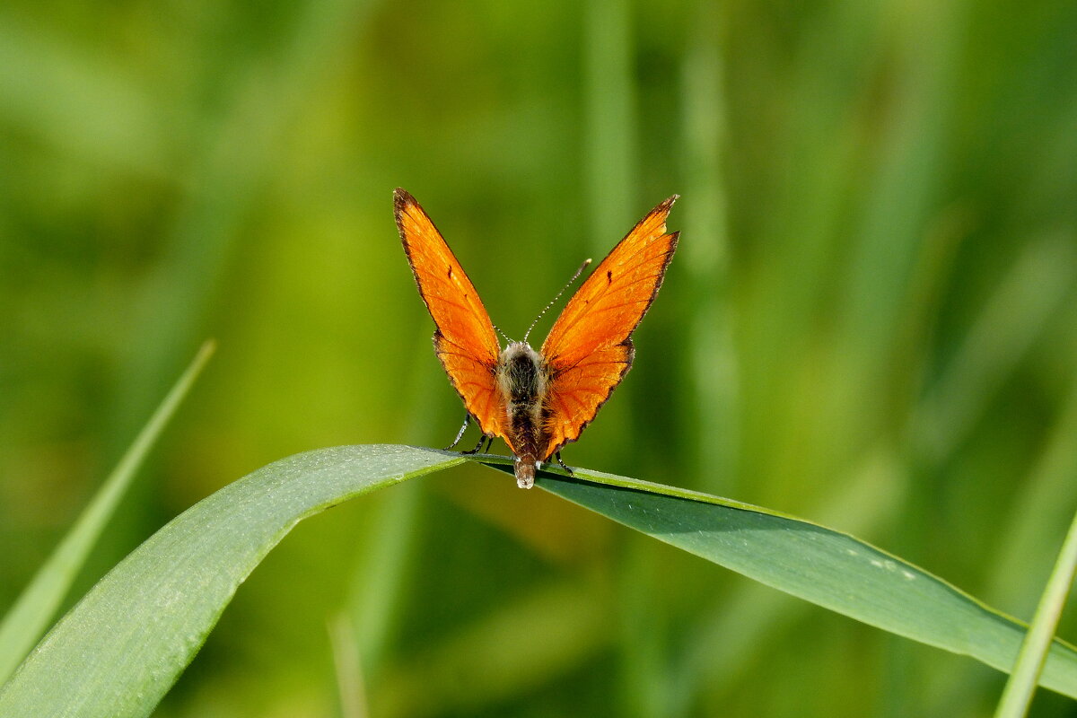 летние бабочки 12 - Александр Прокудин