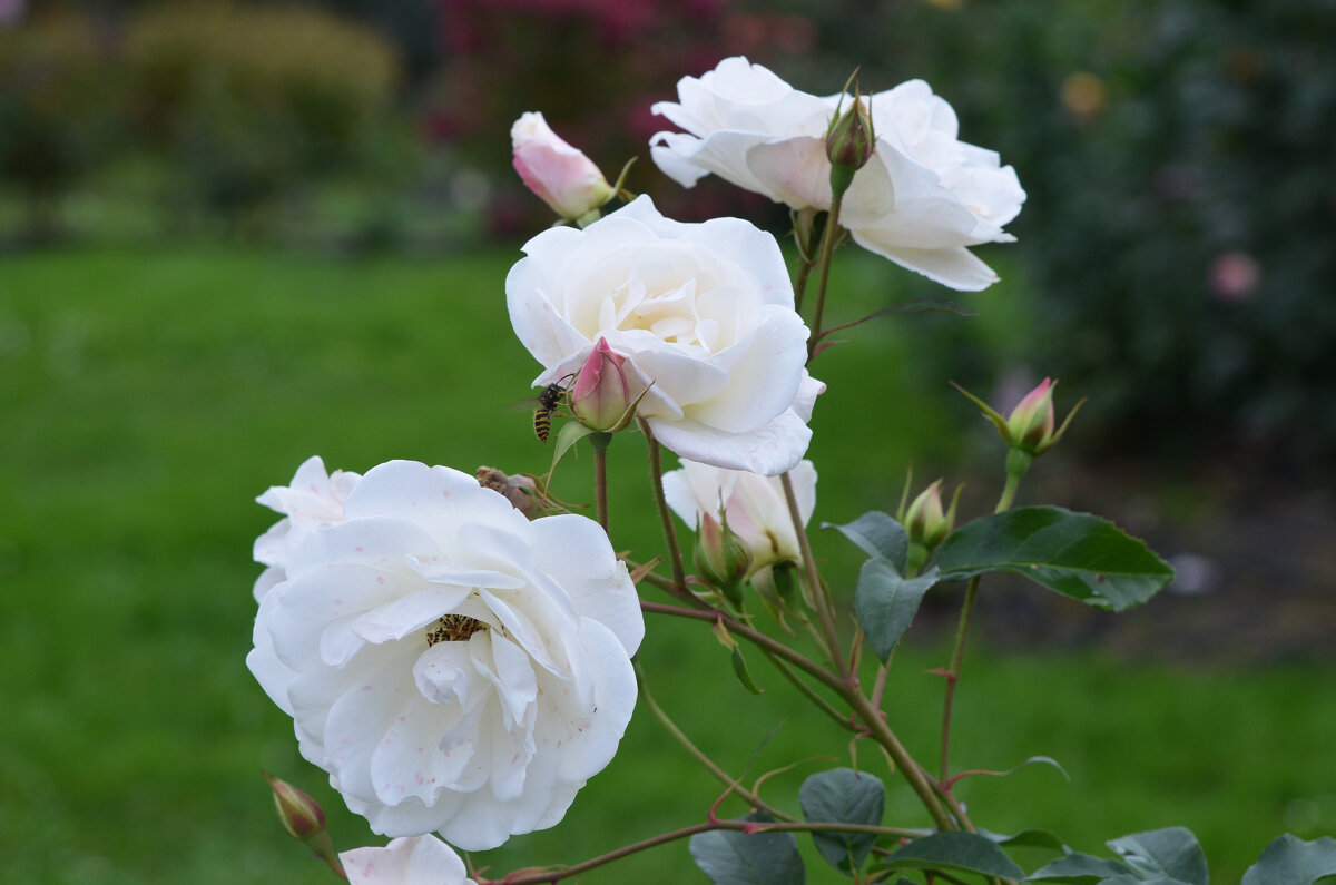 Белые розы... - Наташа *****