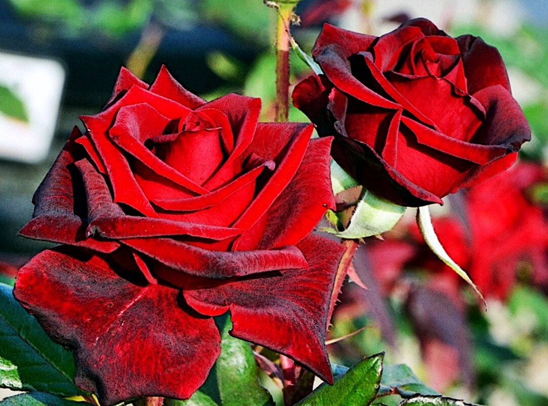 Последние розы в саду отцветают - бордовые розы Эдемского рая... - Ольга (crim41evp)