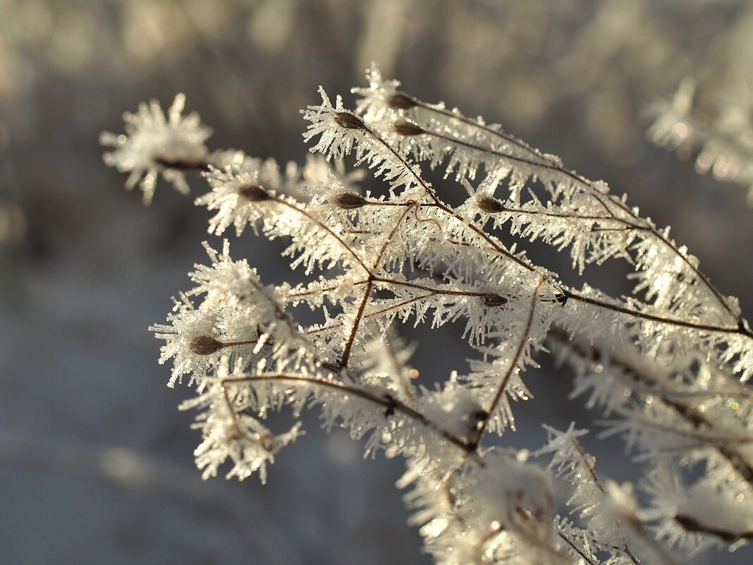 Снежные скандинавские цветы - wea *