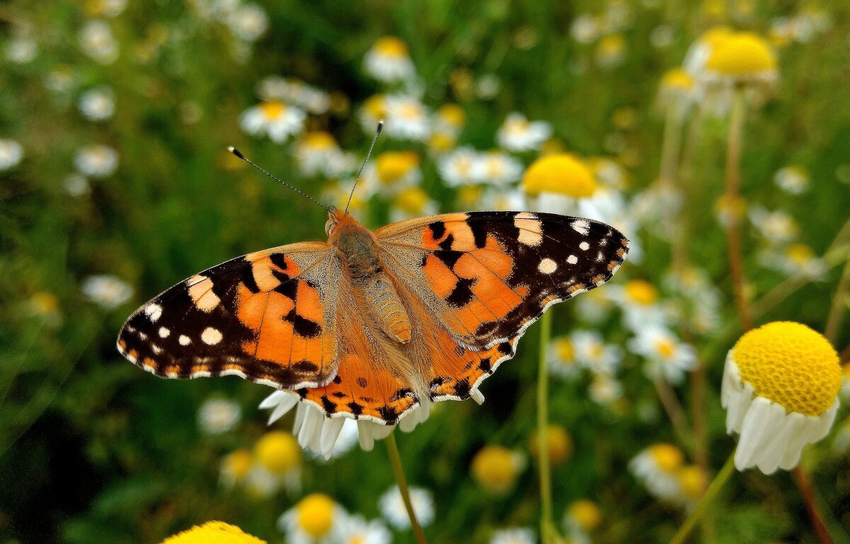летние бабочки 20 - Александр Прокудин
