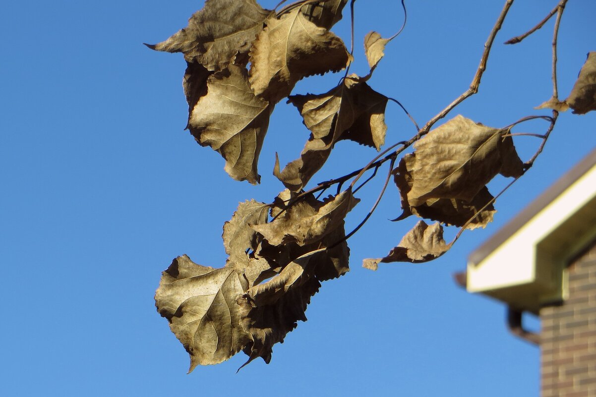 Шелестят сухие листья на ветру... - Татьяна Смоляниченко