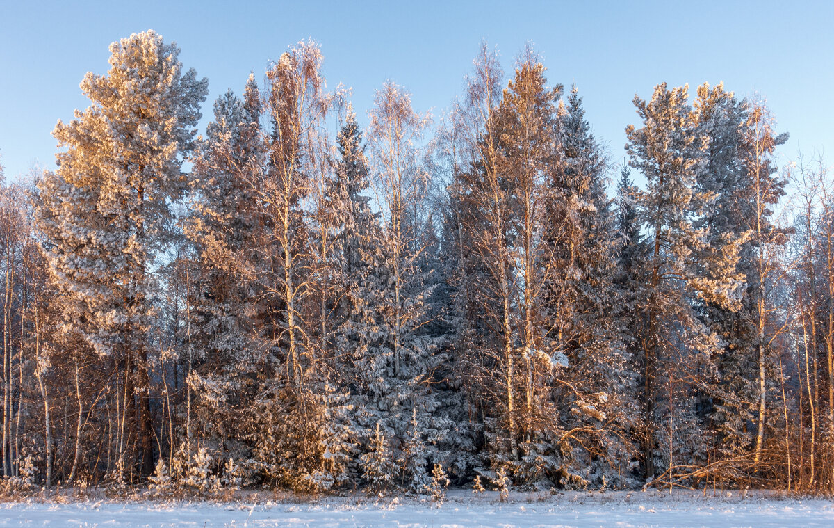 Зимний лес - Алексей Сметкин