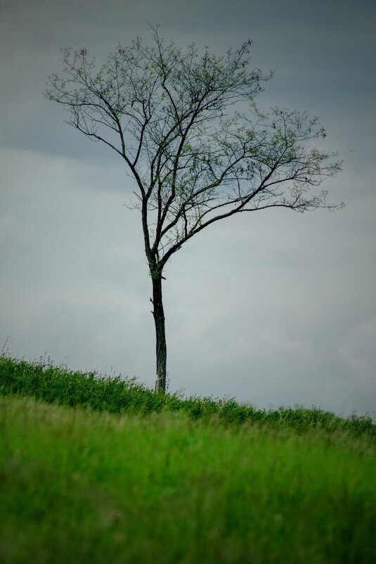 Дерево на склоне - Вадим Кузнецов