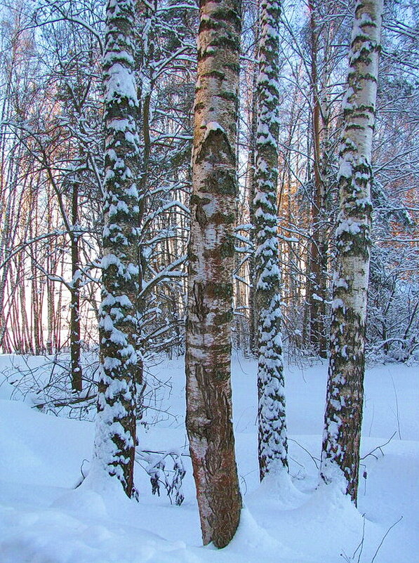 В лесу - Людмила Смородинская